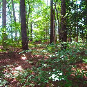 Photo #16 of SOLD property in Off Raynor Road, Smithfield, VA 74.0 acres