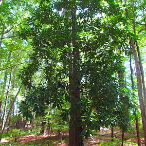 Photo #17 of SOLD property in Off Raynor Road, Smithfield, VA 74.0 acres