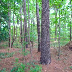 Photo #18 of SOLD property in Off Raynor Road, Smithfield, VA 74.0 acres