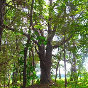 Photo #19 of SOLD property in Off Raynor Road, Smithfield, VA 74.0 acres
