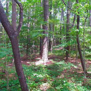 Photo #20 of SOLD property in Off Raynor Road, Smithfield, VA 74.0 acres