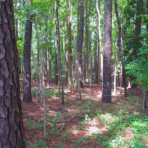 Photo #21 of SOLD property in Off Raynor Road, Smithfield, VA 74.0 acres