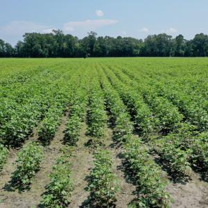 Photo #3 of SOLD property in Off Center Hill Road, Tyner, NC 56.8 acres