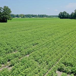 Photo #4 of SOLD property in Off Center Hill Road, Tyner, NC 56.8 acres