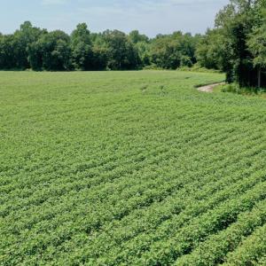 Photo #6 of SOLD property in Off Center Hill Road, Tyner, NC 56.8 acres