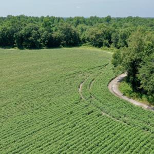 Photo #7 of SOLD property in Off Center Hill Road, Tyner, NC 56.8 acres
