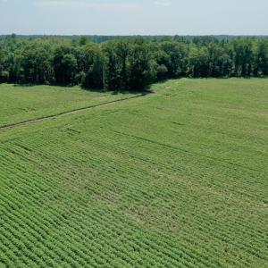 Photo #9 of SOLD property in Off Center Hill Road, Tyner, NC 56.8 acres
