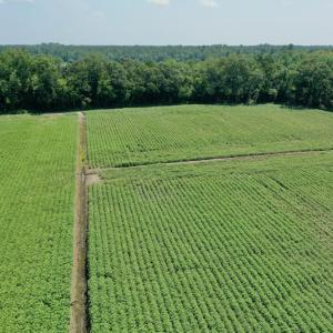 Photo #10 of SOLD property in Off Center Hill Road, Tyner, NC 56.8 acres