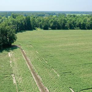 Photo #13 of SOLD property in Off Center Hill Road, Tyner, NC 56.8 acres