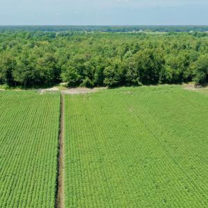 Photo #15 of SOLD property in Off Center Hill Road, Tyner, NC 56.8 acres
