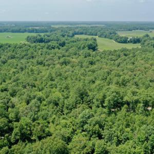 Photo #18 of SOLD property in Off Center Hill Road, Tyner, NC 56.8 acres