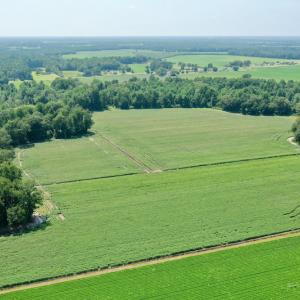 Photo #22 of SOLD property in Off Center Hill Road, Tyner, NC 56.8 acres
