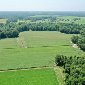 Photo #23 of SOLD property in Off Center Hill Road, Tyner, NC 56.8 acres
