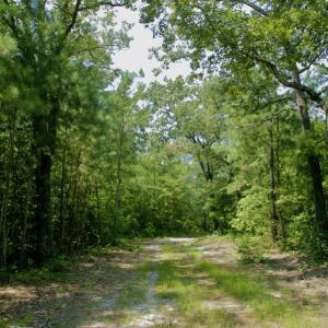 Photo #38 of SOLD property in Off Center Hill Road, Tyner, NC 56.8 acres
