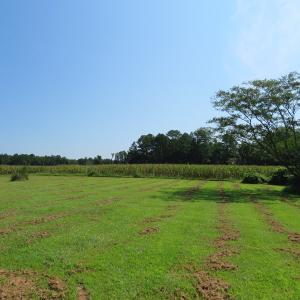 Photo #13 of SOLD property in 8061 Highway 904, Fairmont, NC 10.0 acres