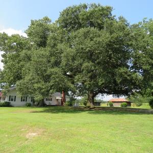 Photo #5 of SOLD property in 8061 Highway 904, Fairmont, NC 10.0 acres