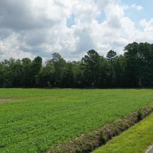 Photo #4 of SOLD property in Off John L Road, Maxton, NC 28.8 acres