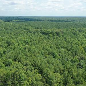 Photo #3 of SOLD property in Off Adcock Road, Enfield, NC 58.0 acres