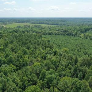Photo #5 of SOLD property in Off Adcock Road, Enfield, NC 58.0 acres