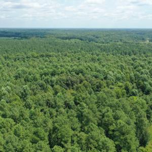 Photo #7 of SOLD property in Off Adcock Road, Enfield, NC 58.0 acres