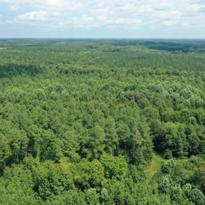 Photo #8 of SOLD property in Off Adcock Road, Enfield, NC 58.0 acres