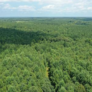 Photo #10 of SOLD property in Off Adcock Road, Enfield, NC 58.0 acres