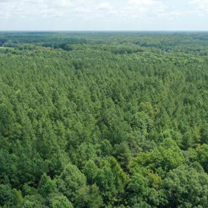 Photo #12 of SOLD property in Off Adcock Road, Enfield, NC 58.0 acres