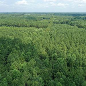 Photo #14 of SOLD property in Off Adcock Road, Enfield, NC 58.0 acres