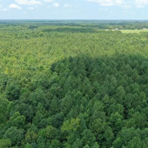 Photo #15 of SOLD property in Off Adcock Road, Enfield, NC 58.0 acres
