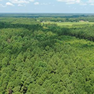 Photo #17 of SOLD property in Off Adcock Road, Enfield, NC 58.0 acres