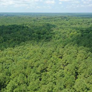 Photo #18 of SOLD property in Off Adcock Road, Enfield, NC 58.0 acres