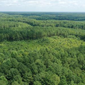 Photo #21 of SOLD property in Off Adcock Road, Enfield, NC 58.0 acres