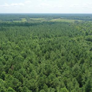 Photo #22 of SOLD property in Off Adcock Road, Enfield, NC 58.0 acres