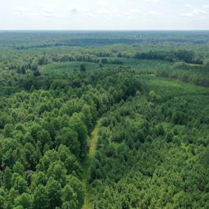 Photo #24 of SOLD property in Off Adcock Road, Enfield, NC 58.0 acres