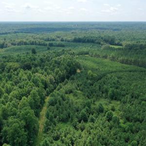 Photo #25 of SOLD property in Off Adcock Road, Enfield, NC 58.0 acres