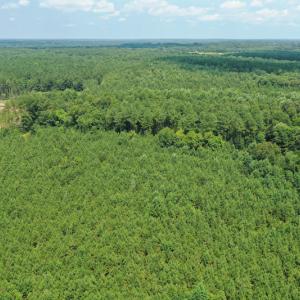 Photo #27 of SOLD property in Off Adcock Road, Enfield, NC 58.0 acres