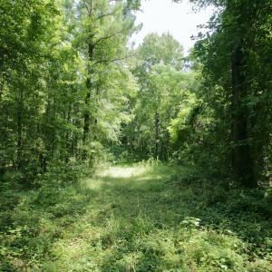 Photo #28 of SOLD property in Off Adcock Road, Enfield, NC 58.0 acres
