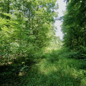 Photo #29 of SOLD property in Off Adcock Road, Enfield, NC 58.0 acres