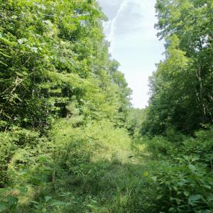 Photo #30 of SOLD property in Off Adcock Road, Enfield, NC 58.0 acres