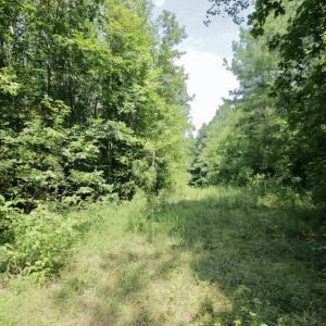 Photo #31 of SOLD property in Off Adcock Road, Enfield, NC 58.0 acres