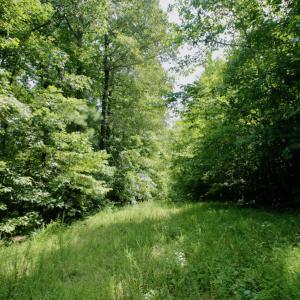 Photo #32 of SOLD property in Off Adcock Road, Enfield, NC 58.0 acres