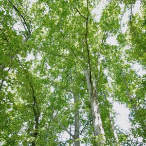 Photo #34 of SOLD property in Off Adcock Road, Enfield, NC 58.0 acres