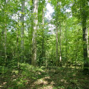 Photo #35 of SOLD property in Off Adcock Road, Enfield, NC 58.0 acres