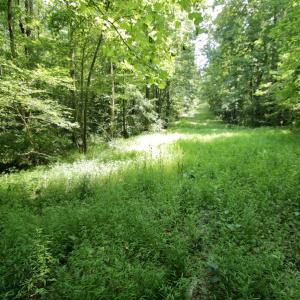 Photo #36 of SOLD property in Off Adcock Road, Enfield, NC 58.0 acres