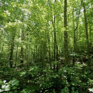 Photo #37 of SOLD property in Off Adcock Road, Enfield, NC 58.0 acres