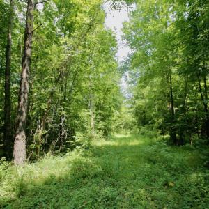 Photo #39 of SOLD property in Off Adcock Road, Enfield, NC 58.0 acres