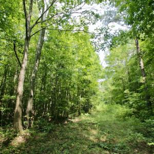 Photo #40 of SOLD property in Off Adcock Road, Enfield, NC 58.0 acres