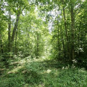 Photo #42 of SOLD property in Off Adcock Road, Enfield, NC 58.0 acres