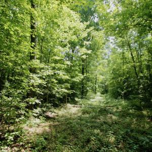 Photo #43 of SOLD property in Off Adcock Road, Enfield, NC 58.0 acres