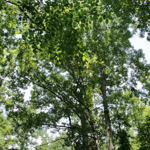 Photo #44 of SOLD property in Off Adcock Road, Enfield, NC 58.0 acres